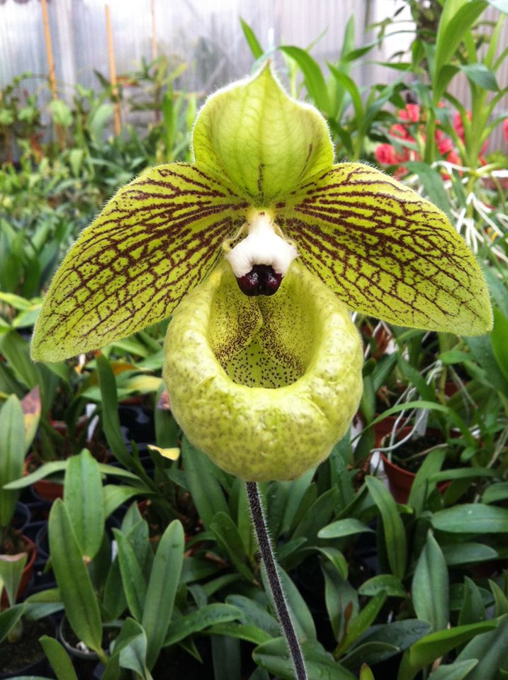 Paphiopedilum manipoensis